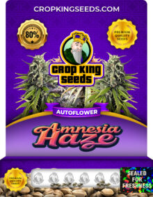 Amnesia Haze