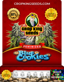 Blue Cookies Feminized Marijuana Seeds