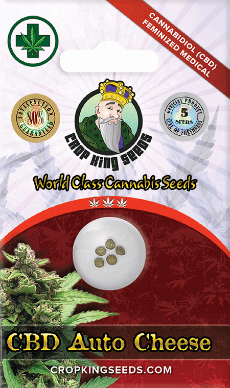 CB Autoflower Cheese Marijuana Seeds