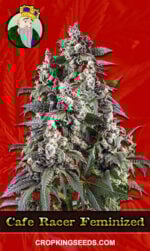 Cafe Racer Strain