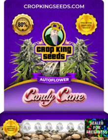 Candy Cane Strain