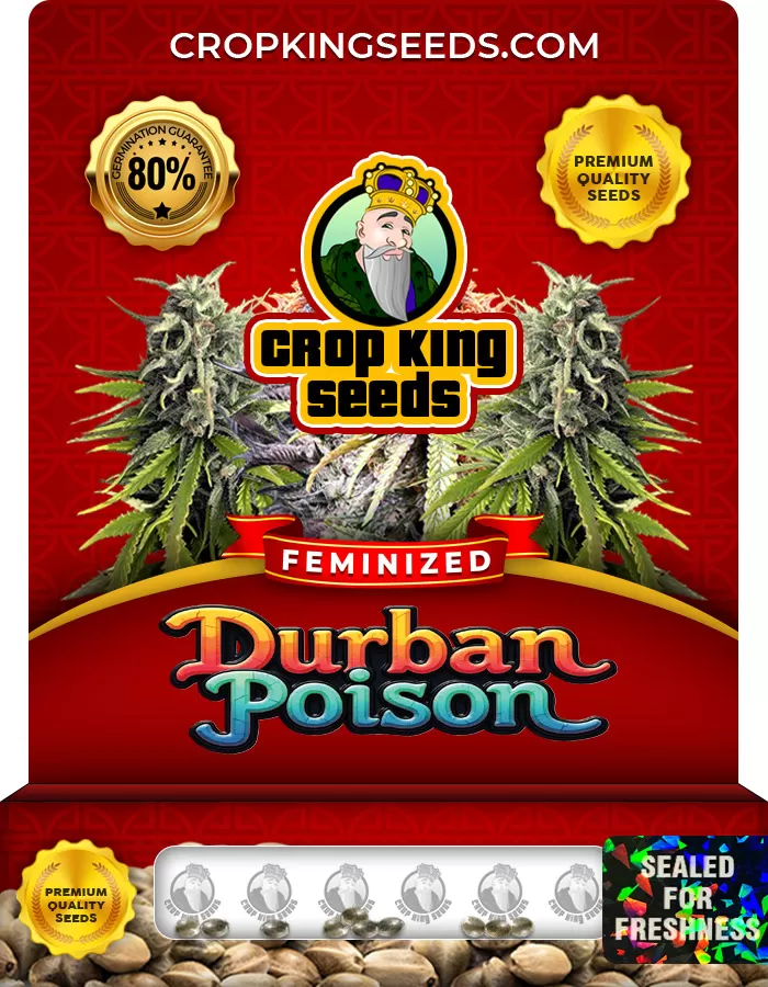 Durban Poison Feminized Marijuana Seeds | Crop King Seeds