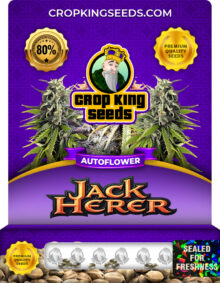 Jack Herer Strain