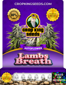 Lambs Breath Strain