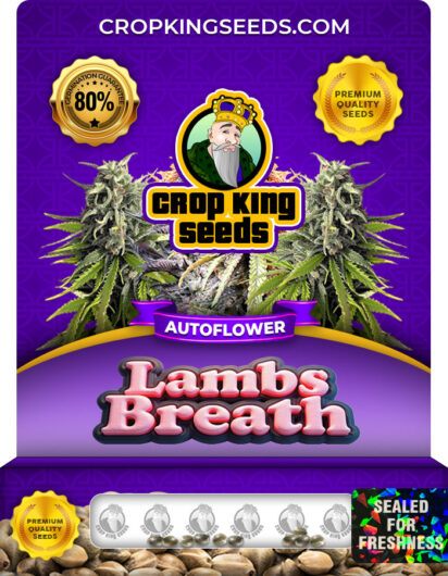 Lambs Breath Strain