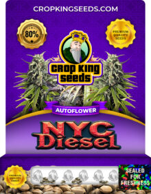 NYC Diesel Autoflower Marijuana Seeds