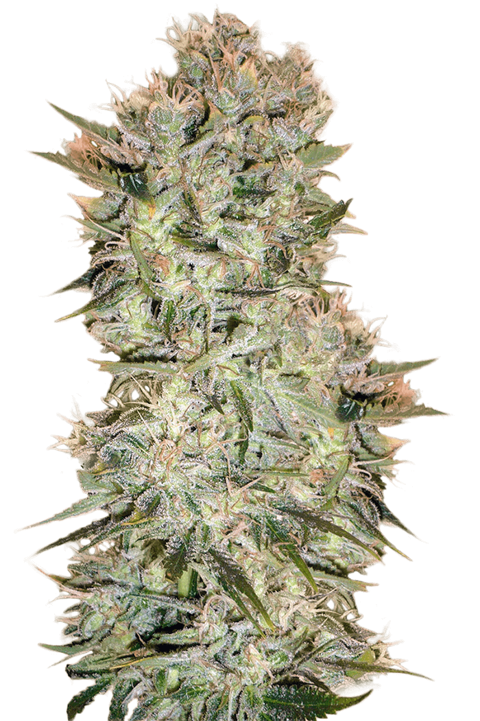 skunk 420