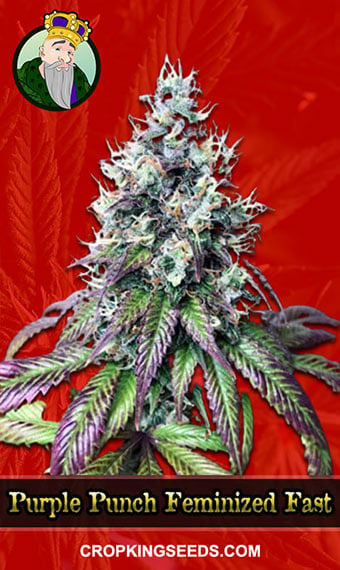 Star Punch feminized seeds by Elev8 Seeds - Growlet