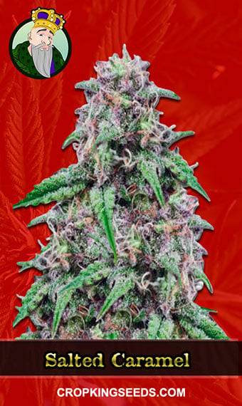 Buy Salted Caramel Strain Feminized Marijuana Seeds | Crop King Seeds