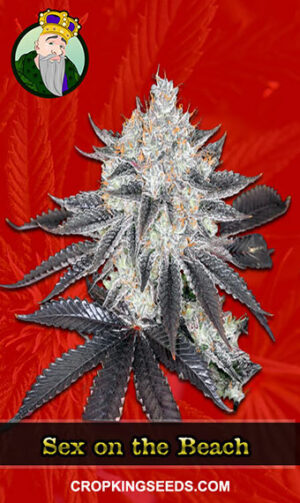 Buy Sex On The Beach Strain Feminized Marijuana Seeds | Crop King Seeds