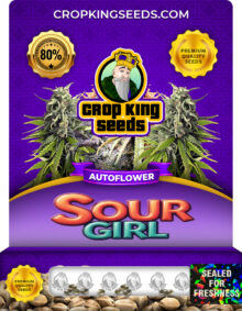 Sour Girl Strain