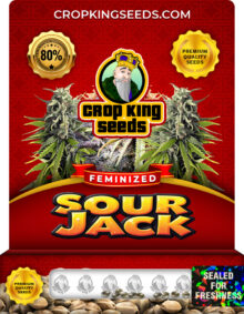 Sour Jack Strain