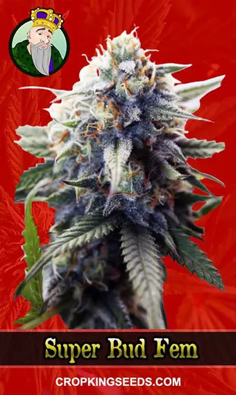 Super Bud Strain