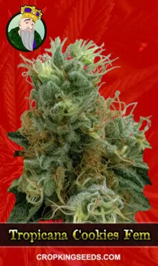 Tropicana Cookies Strain