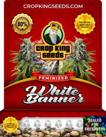 White Banner Strain Feminized Marijuana Seeds