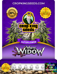 White Widow Autoflower Marijuana Seeds