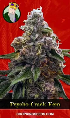 Psycho Crack Strain