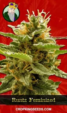 Runtz Strain