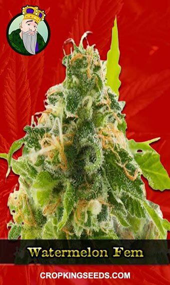 Buy Watermelon Strain Feminized Marijuana Seeds | Crop King Seeds