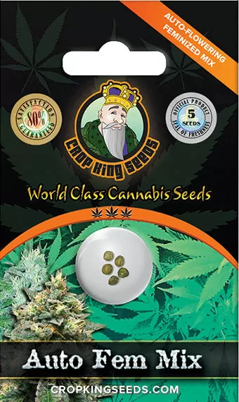 Speedrun Seeds  Feminized Autoflower Seeds