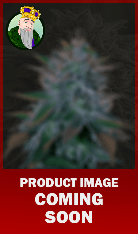 Gorilla Glue Strain Regular Marijuana Seeds