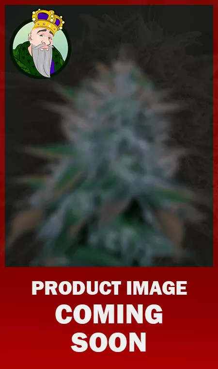 Purple Dream Strain Feminized Fast Version Marijuana Seeds