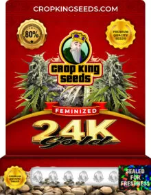 24k Gold Feminized Marijuana Seeds