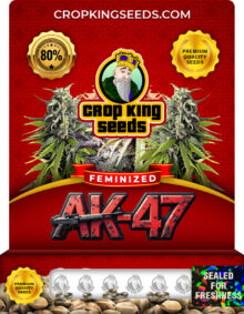 AK-47 Feminized Marijuana Seeds