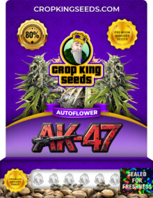 AK-47 Autoflowering Marijuana Seeds