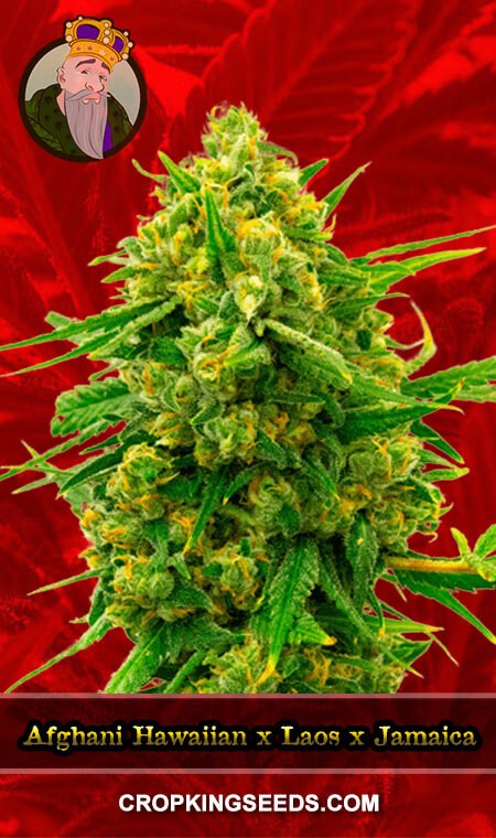 BUY Afghani Hawaiian x Laos x Jamaica Fem Marijuana Seeds