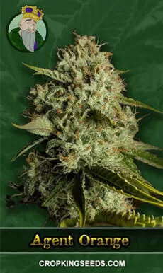 Agent Orange Strain