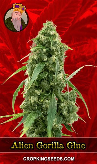 Gorilla Glue Strain: Marijuana Information Guide