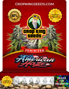 American Haze