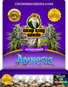 Amnesia Autoflower Marijuana Seeds