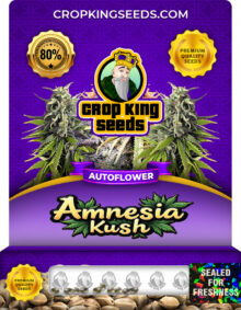 Amnesia Kush Autoflowering Marijuana Seeds