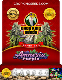 Amnesia Purple Strain