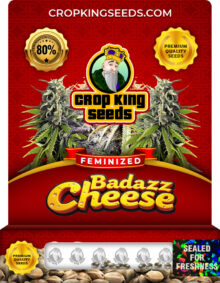 Badazz Cheese Strain