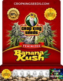Banana Kush