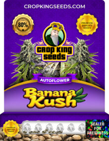 Banana Kush Autoflowering Marijuana Seeds