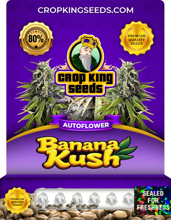 Banana Kush Autoflower Seeds – Creamy 20–23 % THC | Easy growing