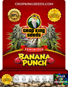 Banana Punch Strain
