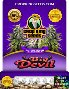 Big Devil Autoflower