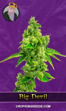 Big Devil Autoflower Marijuana Seeds