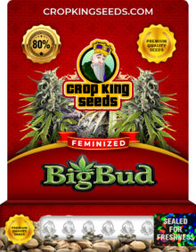 Big Bud Strain