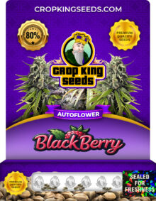BlackBerry Strain