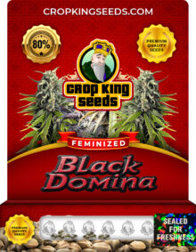 Black Domina Strain