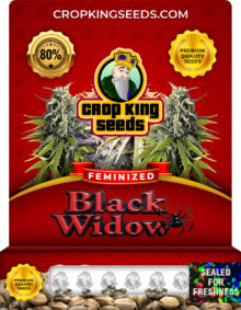 Black Widow Strain