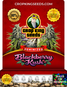 Blackberry Kush