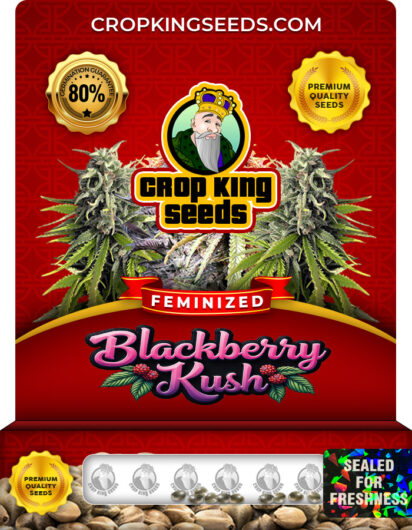 Blackberry Kush