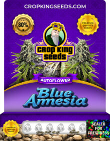 Blue Amnesia Autoflowering Marijuana Seeds